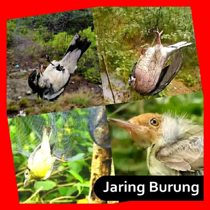 jaring burung/jaring burung trucuk/jaring segala burung/jaring burung siap pasang
