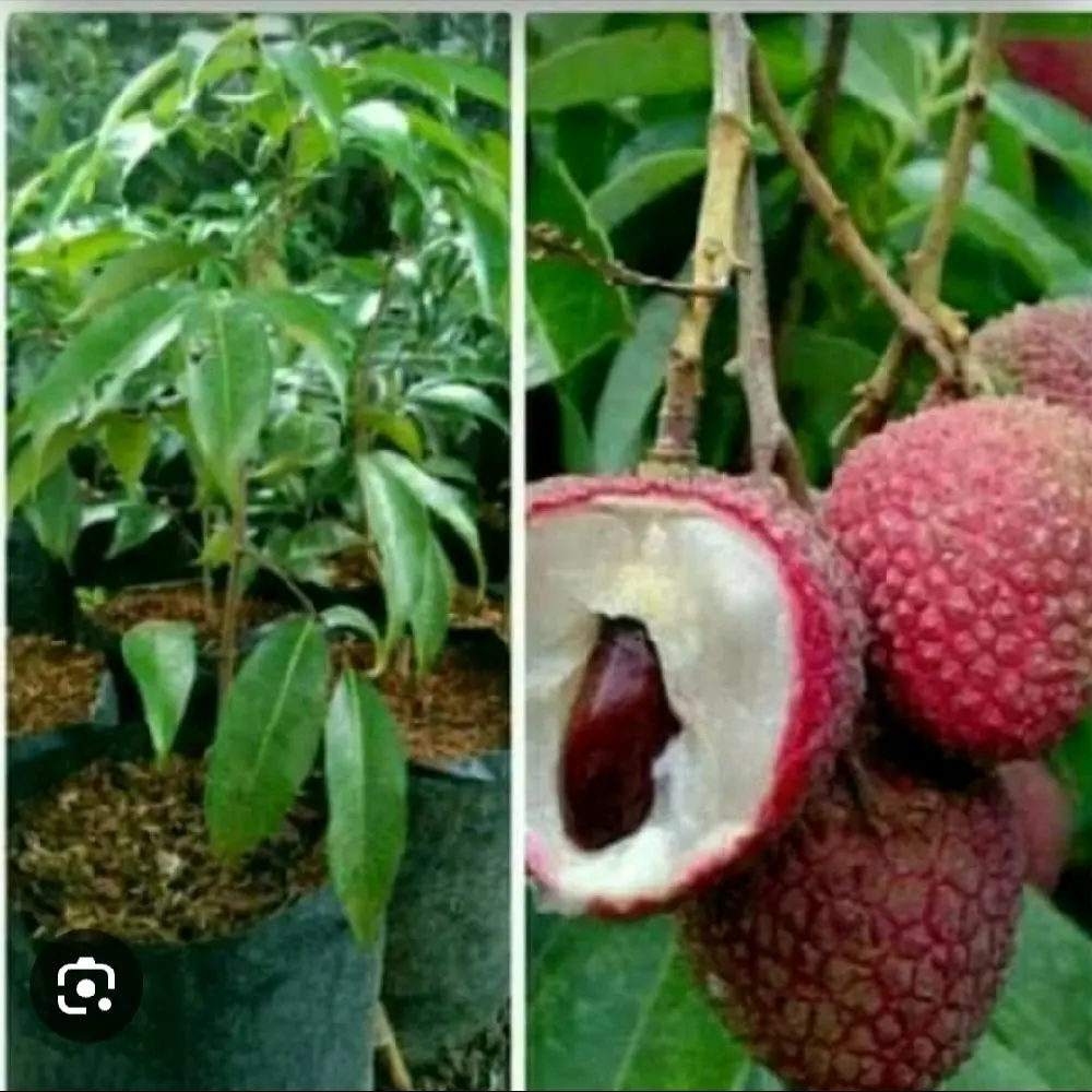 leci merah atau litchie chinensis