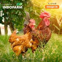 Gambar [BUNDLING 3 BOX] Telur Omega 3 Organik - INDOFARM Smart Eggs dari INDOFARM JAKARTA SELATAN Kota Administrasi Jakarta Selatan 3 Tokopedia