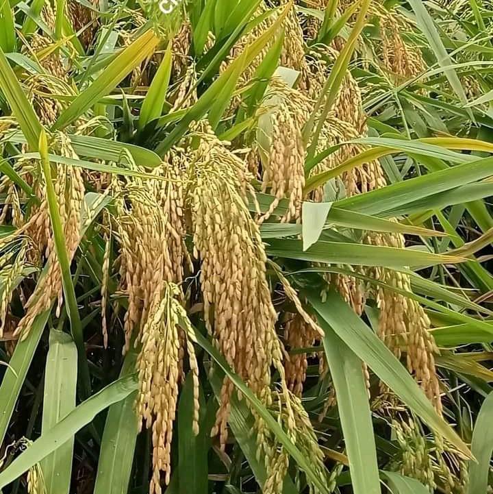 BENIH PADI CIBATU1KG (pengusaha tani@09) 6