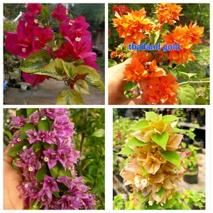 paket hemat bibit bougenville 100k dpt 4 bibit pilih id