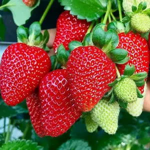 Paket 3 pcs Bibit Strawberry super jumbo buah manis dan besar bibit strawberry unggul