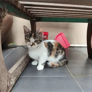 SPRAY PENGUSIR ANTI PUP KUCING QUICKPICK (GRATIS 250ML) Cat Repellent Aromatic Parfum 100ML 250ML 1L Obat Cairan TIDAK BERACUN BAHAN ALAMI Semprotan Pembasmi Anabul Liar/Bandel Cegah Pipis Kencing Berak Sembarangan bukan Wiselie Seroxil Opi