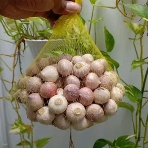 Bawang putih  tunggal 1 kg ukuran sedang atau medium segar kualitas terbaik herbal alami