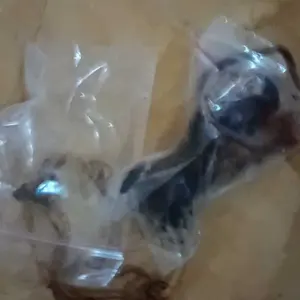 Paket 2 bonggol aglonema suksom jaipong ( BISA COD )