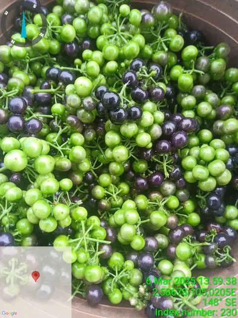 Product Introduction of buah lenca bagi yg hoby bisa langsung pesan atau datang langsung Wijen 1