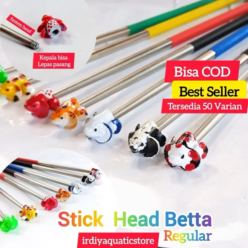 Stick head betta fish flaring / Stick mental kepala cupang
