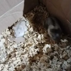 SERBUK KAYU PREMIUM ALAS KANDANG HAMSTER