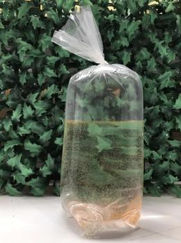 Product Review of Pakan Hidup Artemia Baru Menetas Fresh Pakan Guppy / Burayak from Tokopedia customer review 0
