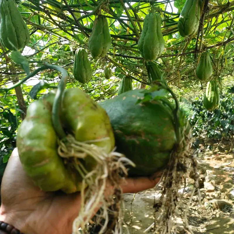 benih labu siam super siap tanam berbuah super lebat 0
