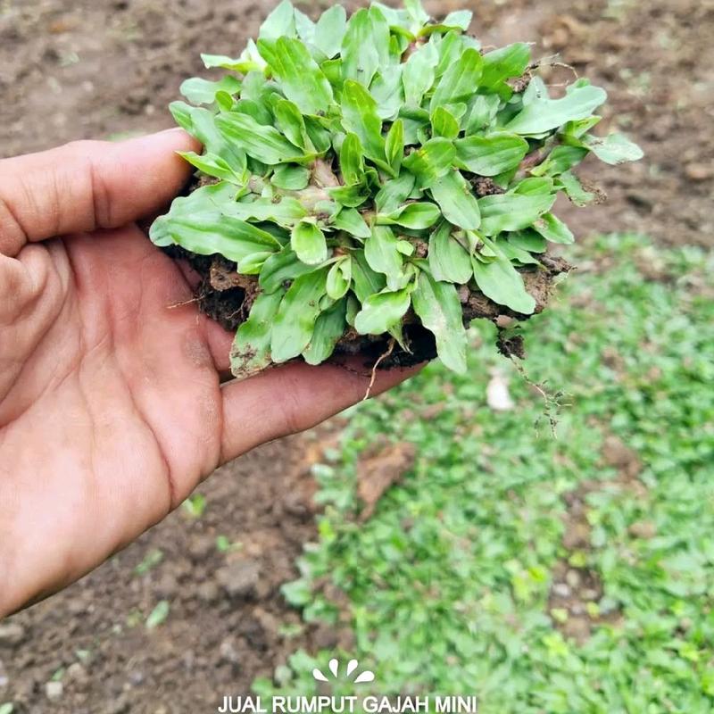 Bibit Rumput Gajah Mini Asli Harga Eceran Per Sobekan Masih Segar Siap ...