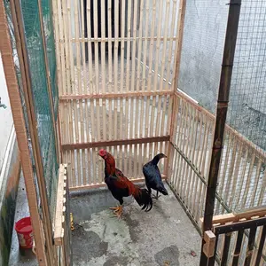 Cutting Sticker "KAN KITA CUMA TEMAN" Sticker Cocok Buat Motor Dan Mobil