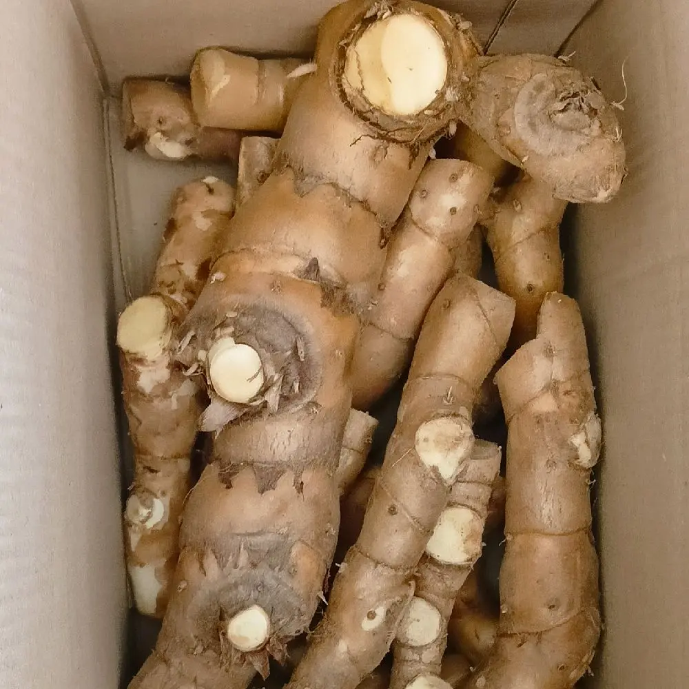 Củ giống Cát lòi (mía dò)