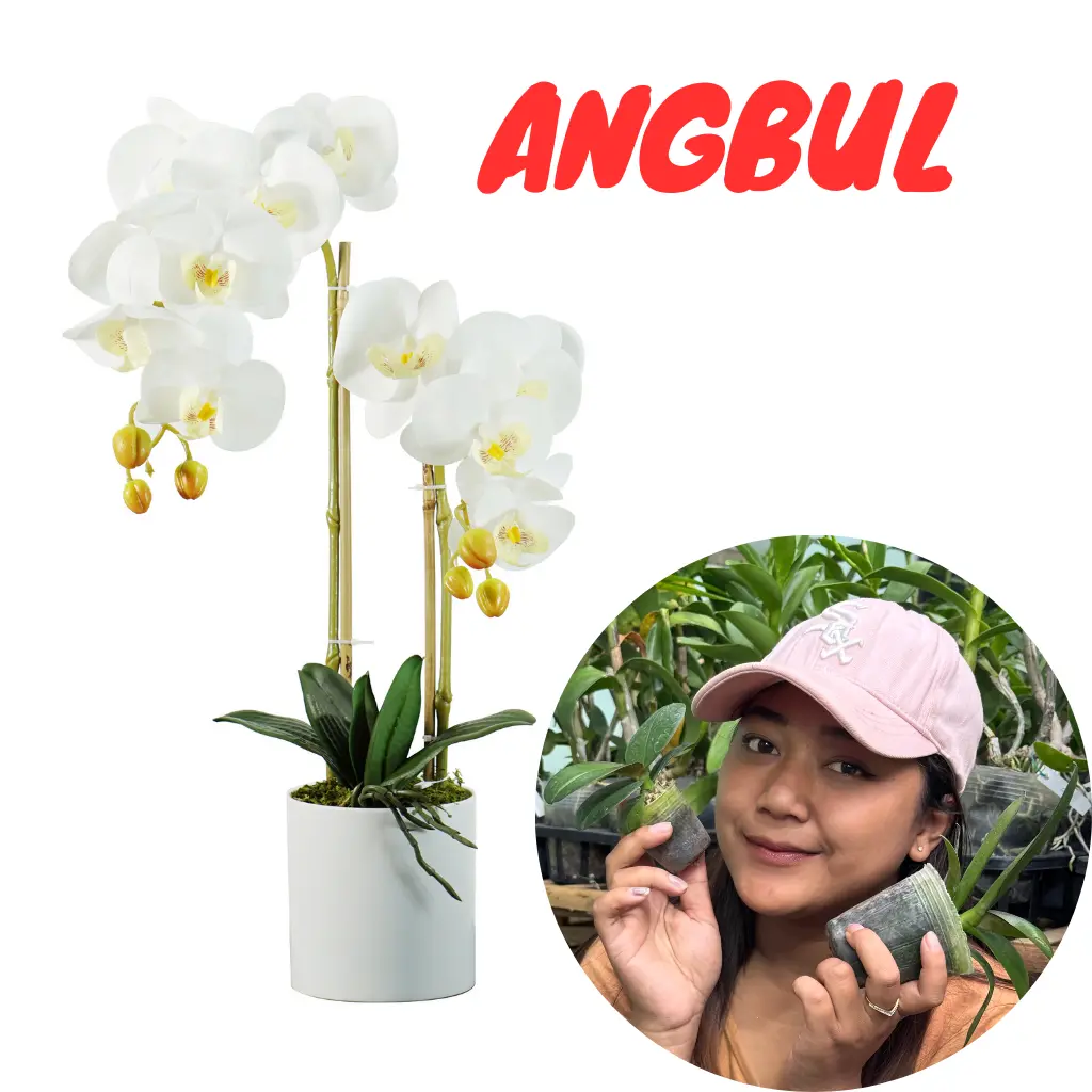 helga bundling Anggrek Bulan dan dendro pcs - Kualitas Tinggi dan Desain Estetis