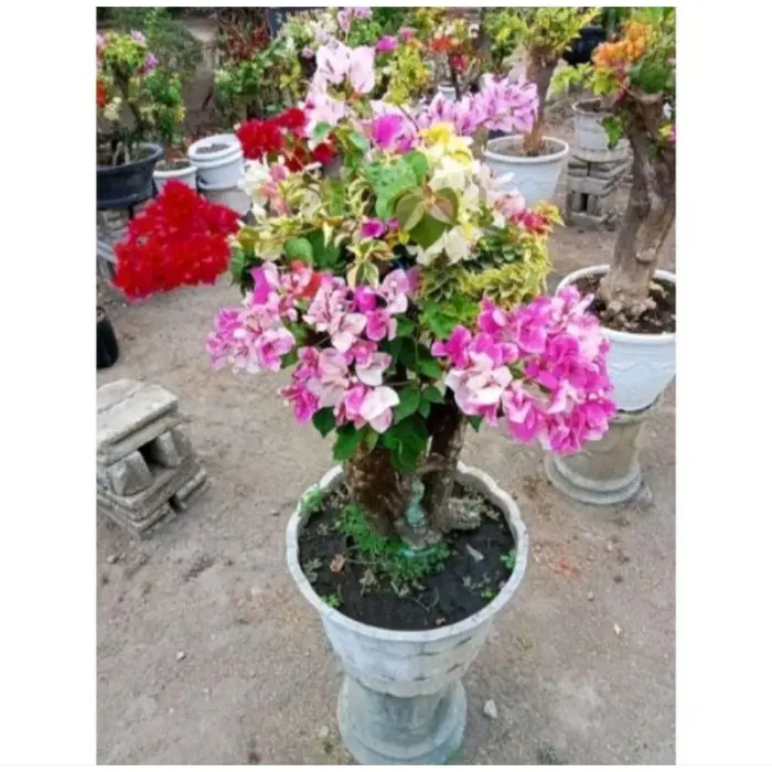 BIBIT BOUGENVILLE BONSAI 1 POHON 5 WARNA//BUNGA KERTAS BUGENVIL