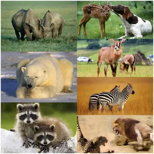 Latar Belakang Seni Kain Gantung Hewan untuk Dekorasi Asrama Taplak Dinding Populer di Media Sosial Kain Dinding Berkualitas Tinggi untuk Kepala Tempat Tidur