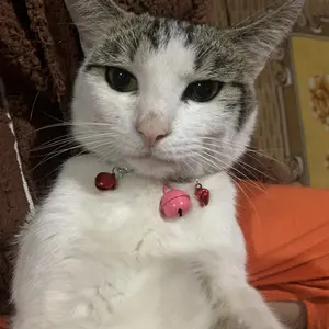 Kalung kucing 3 lonceng tali kulit korea kuat anti air warna cerah