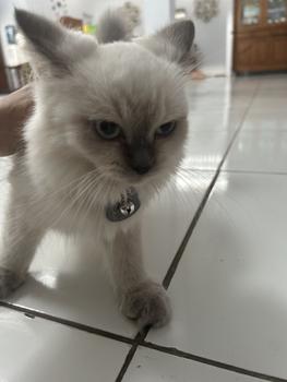 Product Review of Kalung kucing free liontin custom nama akrilik grey from m**o d** l**u 0
