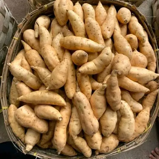 ubi madu langsung petani