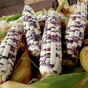 Jagung Ketan Batik 1 KG | Fresh Pulen Kenyal