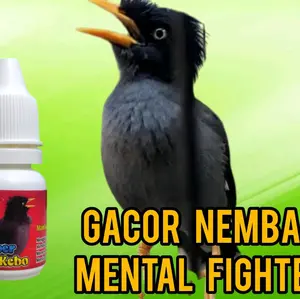 super jalak kebo !!! penggacor burung jalak kebo jalak Nias . untuk bahan dan macetan supaya jadi gacor !!! / jalak kebo gacor / doping burung jalak