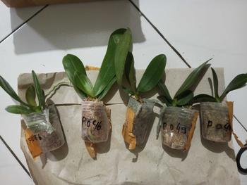 Product Review of pot plastik ANGBUL KUALITAS BAGUS dapat 3 (HKM-B/SD) from r**a n**i 0