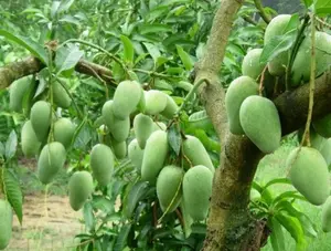 Bibit mangga kiojay asli valid cepat berbuah