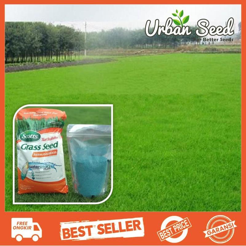 2500 butir Benih Rumput Lapangan Golf (Grass Seeds Evergreen) 2