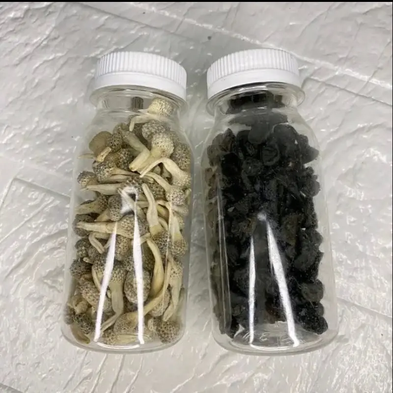 Jamur laut mpot putih dan hitam 1