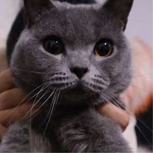 Cửa hàng thanh lịch