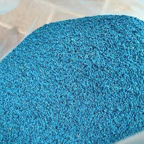 2500 butir Benih Rumput Lapangan Golf (Grass Seeds Evergreen) 1