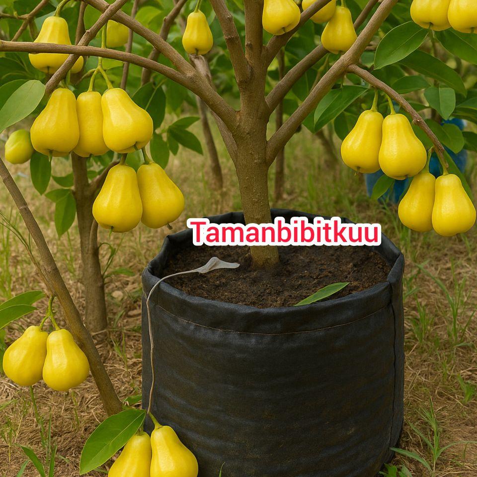 Bibit Jambu Air Madu Kuning Okulasi Pendek Cepat Buahnya