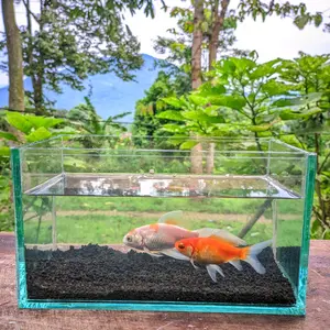 Akuarium Mini 20x10x10 cm untuk Ikan-Moly, Cupang, Glow Fish, Guppy, Chana Limbata, Patin, Menfish, dan Ikan Hias Lainnya