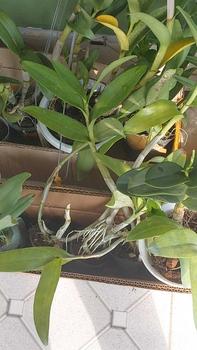 Product Review of RIEKE ARTIFICIAL PLANT ANGREK CATTY 6 PCS - KUALITAS TERJAMIN ESTETIK from D** N** 0