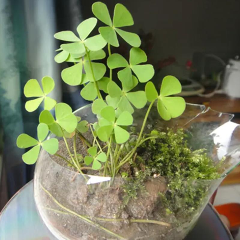 Product Introduction of [Fast Shipping] 200 Seeds/pack Three Leaf Glass Flower Seeds Bonsai Seeds for Planting Lucky Three Clover Leaf Seedlings Perennial Lucky Plant Seeds Vegetable Seeds Home Garden Decoration Items Indoor Plants Potted Live Plants for Sale Easy To Grow 61