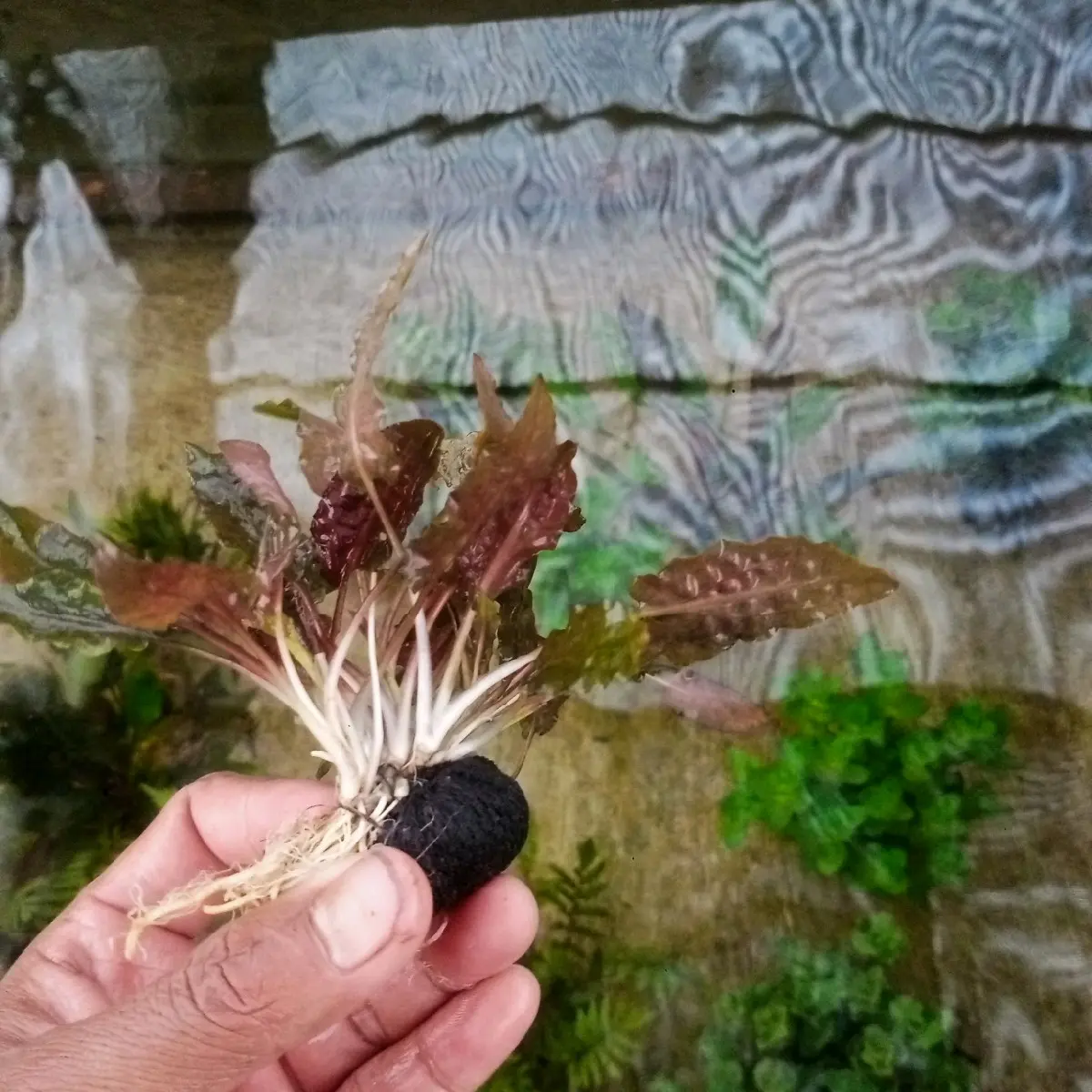 tanaman sintetik cryptocorine brown hiasan akuarium