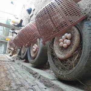 SERAT JERAMI DAMI SUSUH KENARI AYAM PERKUTUT DERKUKU MERPATI DARA KATE SARANG TEMPAT TELUR BURUNG INDUKAN TERNAK