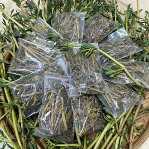 CÂY RAU SAM BIỂN CÓ PHƠI KHÔ LÀ LOẠI CÂY THÂN NƯỚC. - TikTok Shop Vietnam