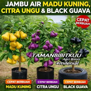 PROMO 3 Bibit Jambu Air Super ( Jambu Air Madu Kuning, Jambu Air Citra Ungu, Jambu Air Hitam Black Guava ) Pendek Cepat Buahnya