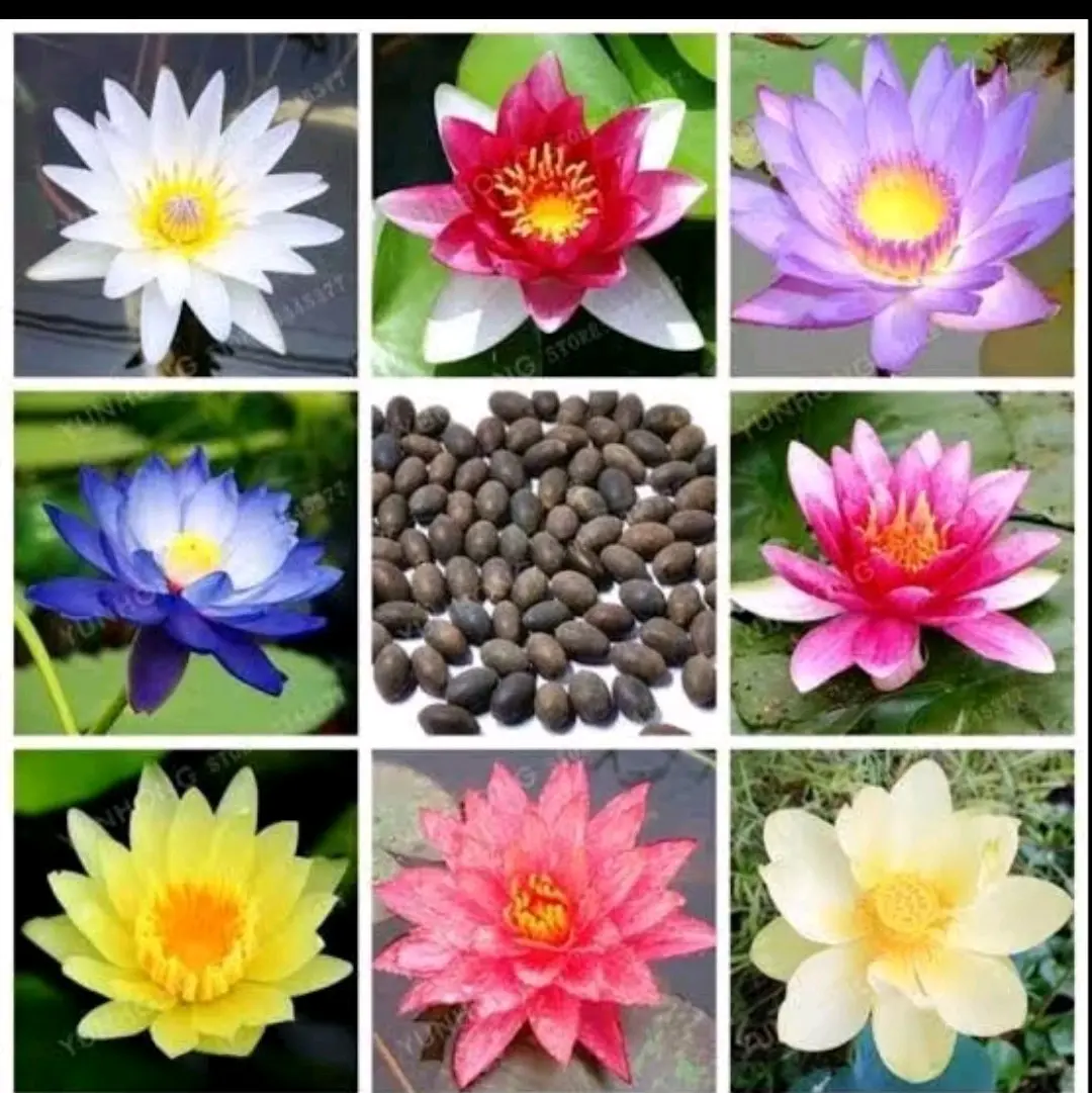 biji/benih lotus mix isi 10
