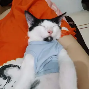baju kucing lucu gemoy murah aksesoris hewan peliharaan - TANK TEDDY HYPE STYLE SERIES