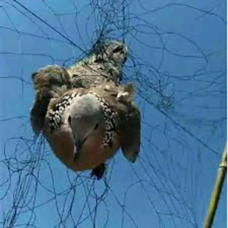 jaring burung/jaring burung tekukur/jaring burung kecil/jaring murah/jaring burung siap pasang