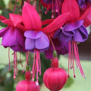 FuchsiadeColoresMezcladosSemillas100GranosParaColgarFloresVibrantesFácildeCultivarResistentealCalorIdealparaPrincipiantesBalcóneInterior
