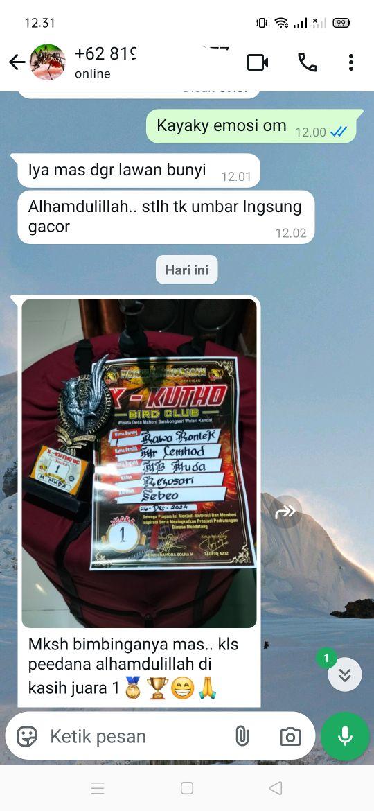 Product Introduction of golden maestro diperuntukkan hanya untuk kontes maupun gantang 6