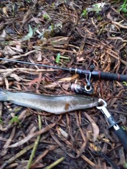 Product Review of Bufo softfrog konin + lure - soft frog + umpan casting + umpan gabus + umpan toman from T**🎣 1