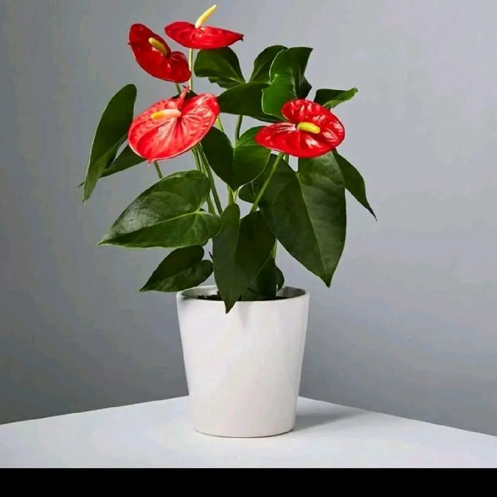 Tanaman Hias Anthurium Mickey Mouse Bunga Merah – Anthurium Andraeanum – Bunga Flamingo Cantik Indoor & Outdoor