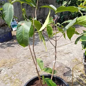 BIBIT JAMBU AIR RED KING BANYUWANGI