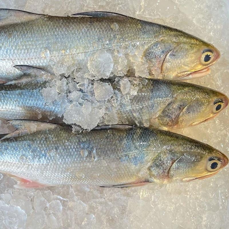 Fresh Balai Baby Threadfins (550g+-) (M) - TikTok Shop Singapore