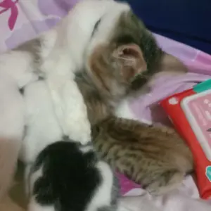 Tisu Basah / Tissue Basah / Wet Wipes Untuk Membersihkan Mata Dan Telinga Kucing, Kelinci dan Anjing Non Alkohol Non Pewangi Aman