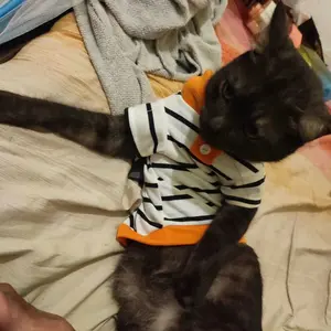 Baju Kaos Kucing Mayo Motif Garis Krah Series Lucu Gemas